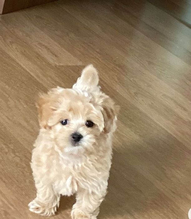 Мальтіпу — ідеальний вибір для квартири