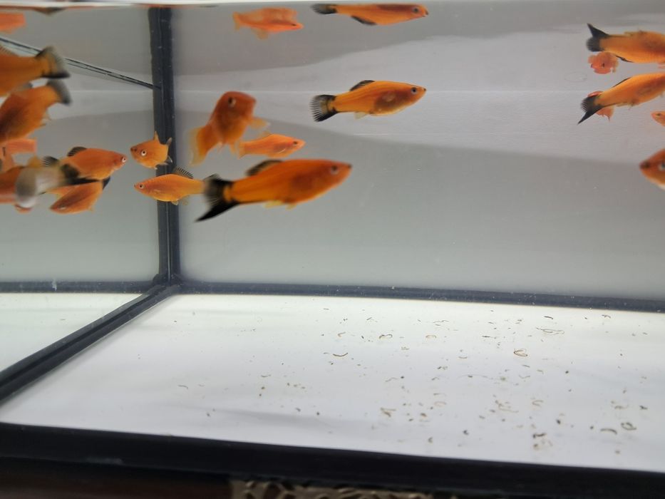 Sprzedam mieczyki czerwone i zielone hellera