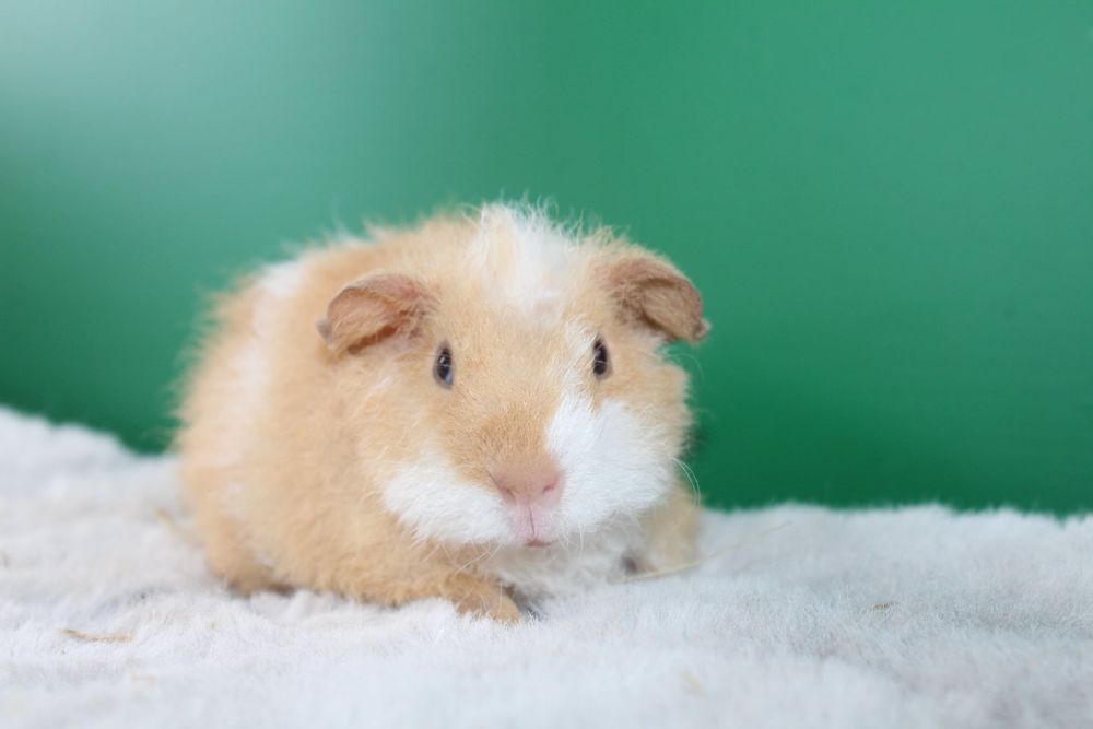 Us Teddy, świnka morska. Cavia domowa samce