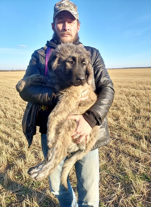 Цуценята від розплідника Start Escort великі робочі костисті