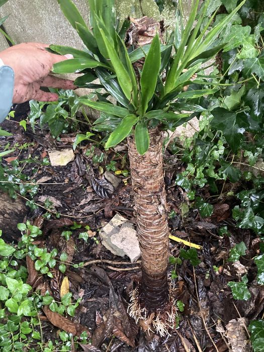 Yucas vários tamanhos