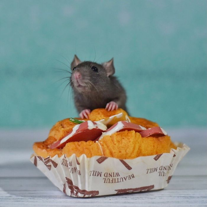 Крысята дамбо и стандарт из питомника