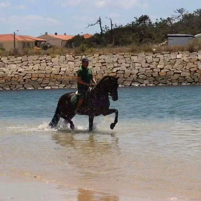 Cavalo de total confiança para pessoas sem experiência