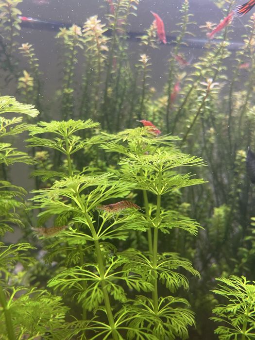Krewetki chery red neocardina