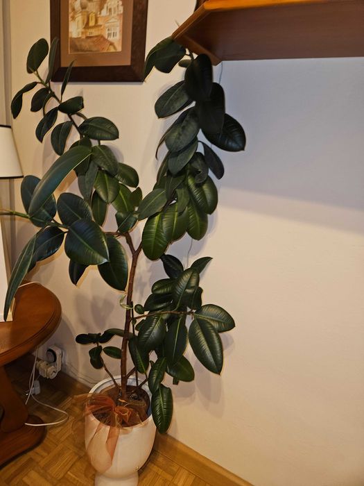 Fikus sprężysty 150 cm