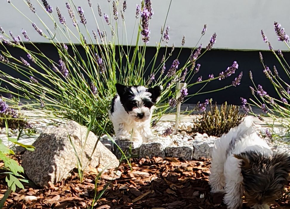 Yorkshire terrier suczka Biewer gotowa do odbioru !