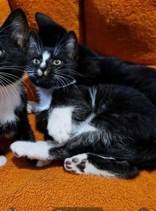 Грайливі кошенята