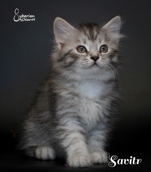 SAVITR Sib Black Silver Mackerel Tabby