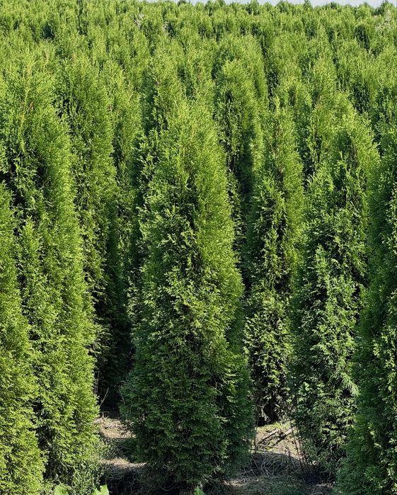 Gęsta Tuja Szmaragd 150-160cm Dostawa Sadzenie Producent