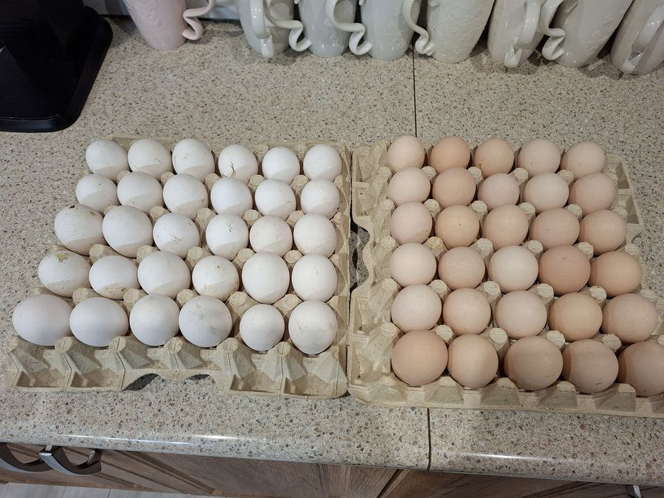 Jaja legowe LEGHORN, tenczanka ,TĘCZANKA