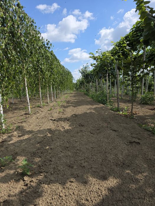 Brzoza płaczącą. Pendula. Duże drzewa