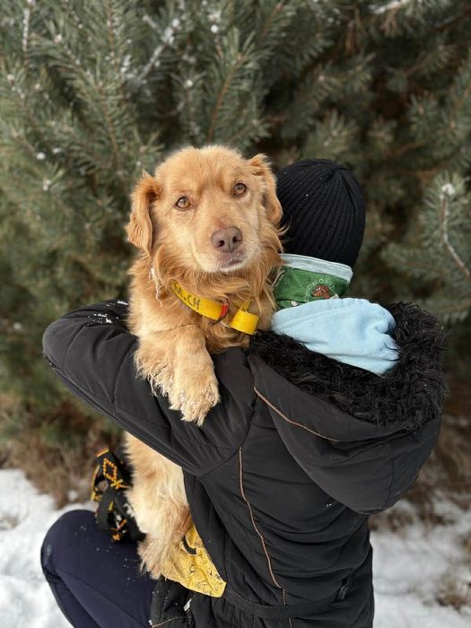 Piękny Pinio ,szuka domu.