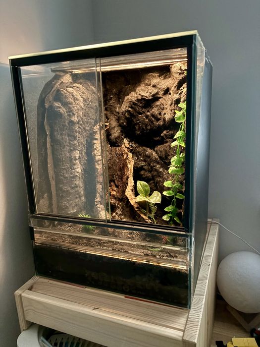 Terrarium z gekonami