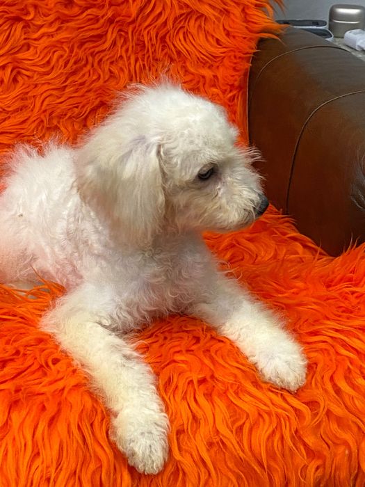 Sprzedam pięknego pudla