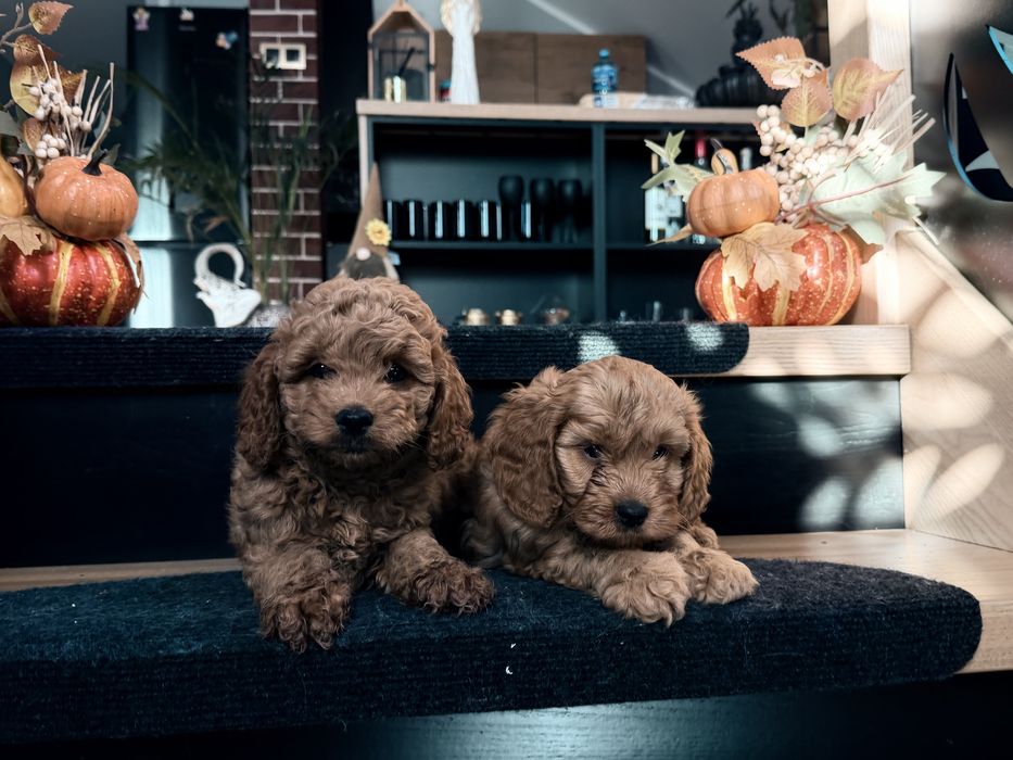 Cavapoo  piesek F1b