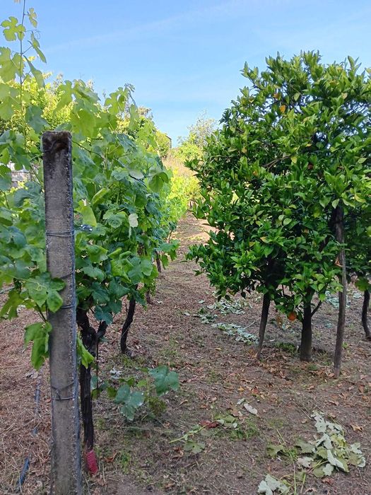 Terreno Agrícola com Vinha e Árvores de Fruto