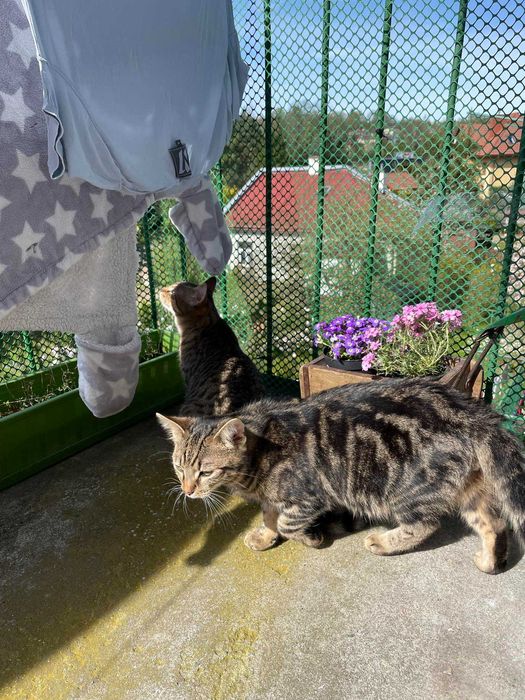 Bracia buraski szukają domu