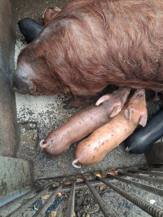 Leitões para o forno