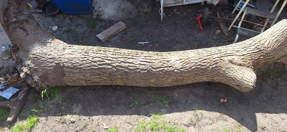 Pień orzecha włoskiego