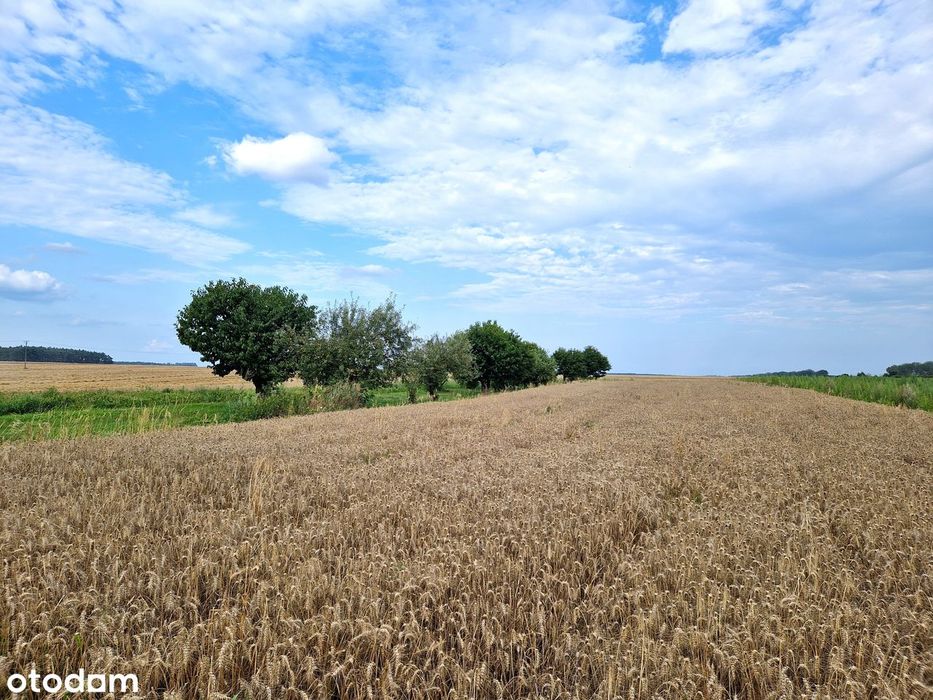 Atrakcyjne działki na skraju małej miejscowości, 4 km od Skwierzyny