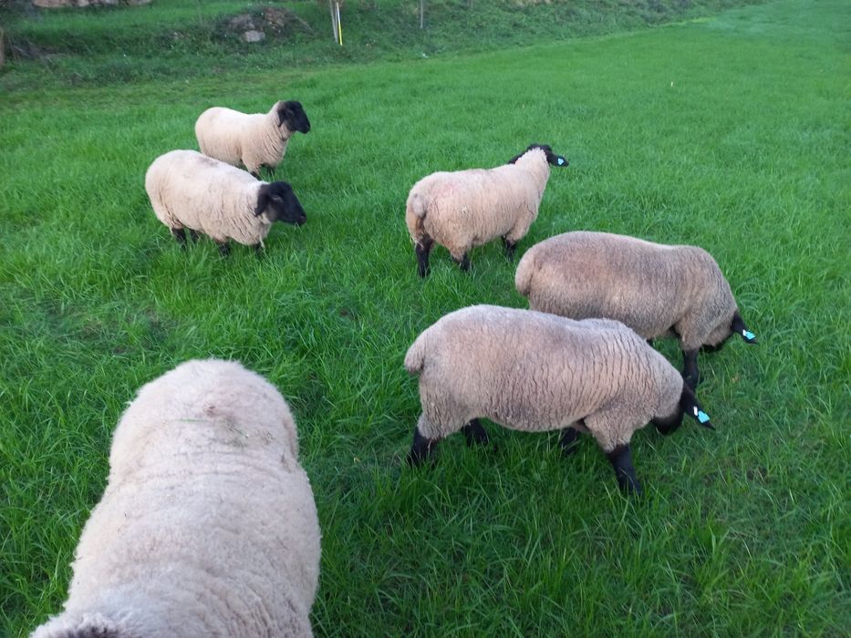 Ovelhas Suffolk (s)