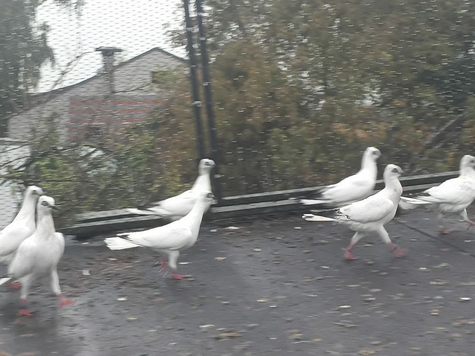 Zamienię gołębie