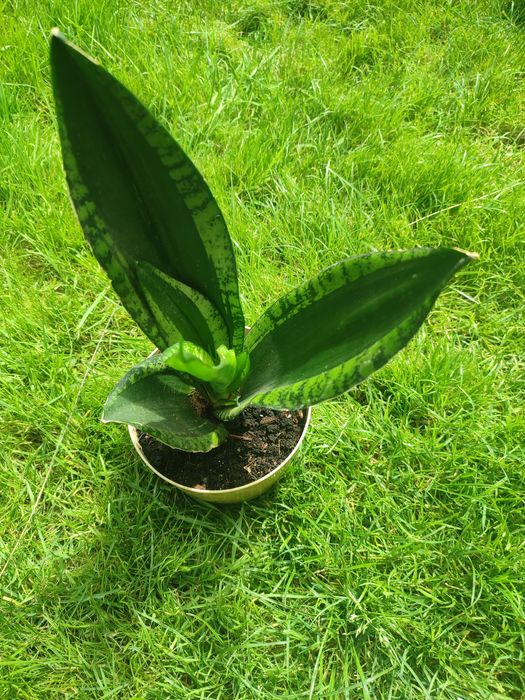 Sanseveria trifasciata