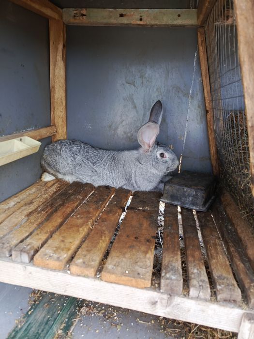 Продам    кролів