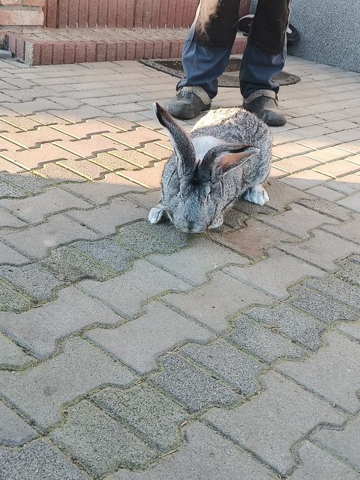 Sprzedam króliki olbrzyma belgijskiego