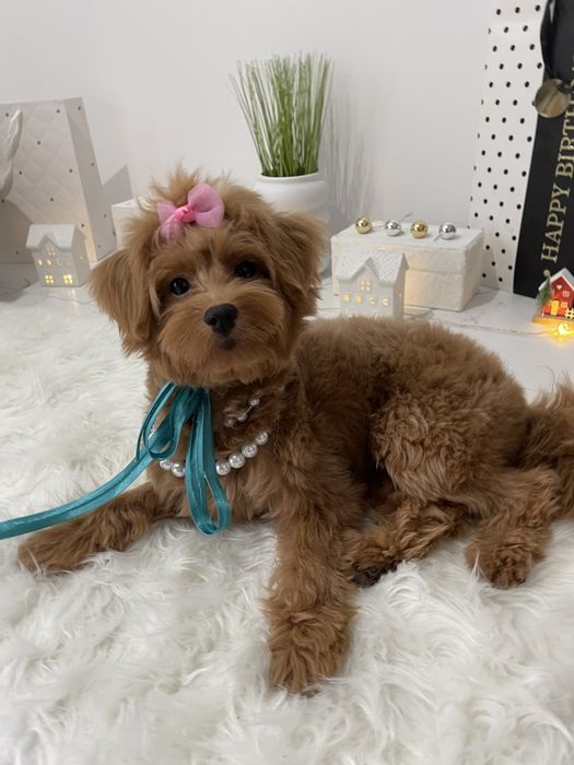 Помапу — Маленькі щастячка готові до переїзду