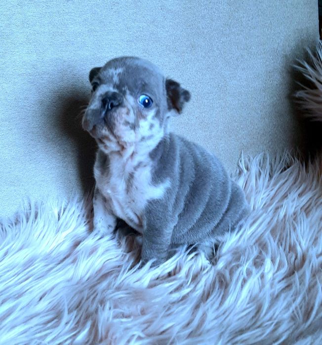 Buldog francuski sunia