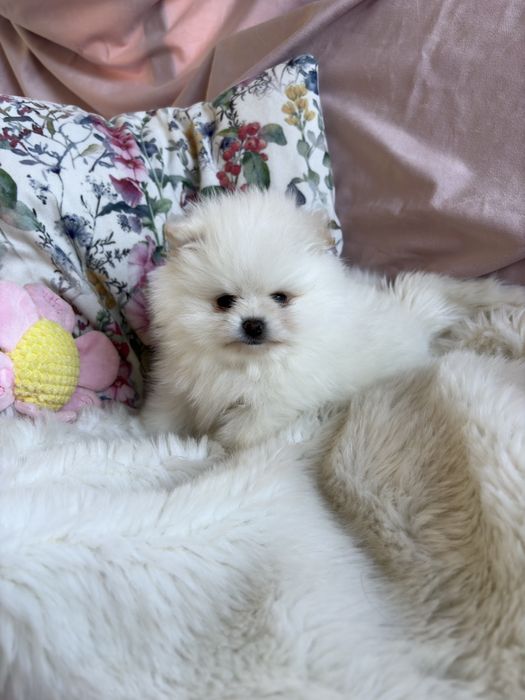 Puchate suczki Szpic miniaturowy Pomeranian