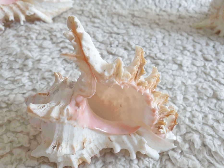 Três búzios/conchas