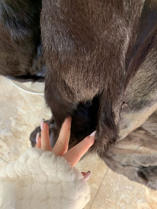 Шуба натуральна з нутрії