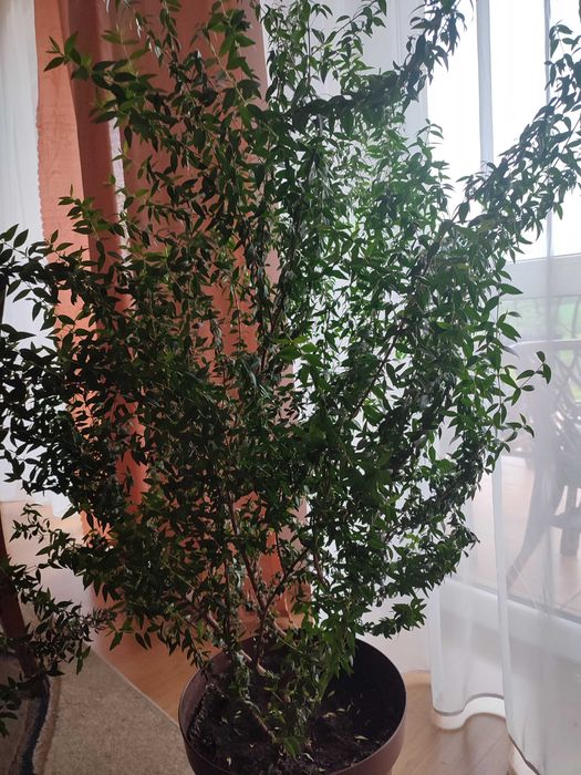 Mirt w doniczce piękny