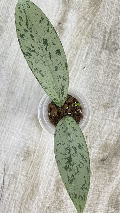 Hoya (хойя) Pubicalyx pink Silver ghost  ,Sarawak cream ,Wilbur graves!