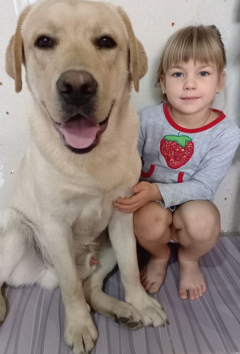 Чистокровный Лабрадор для вязки