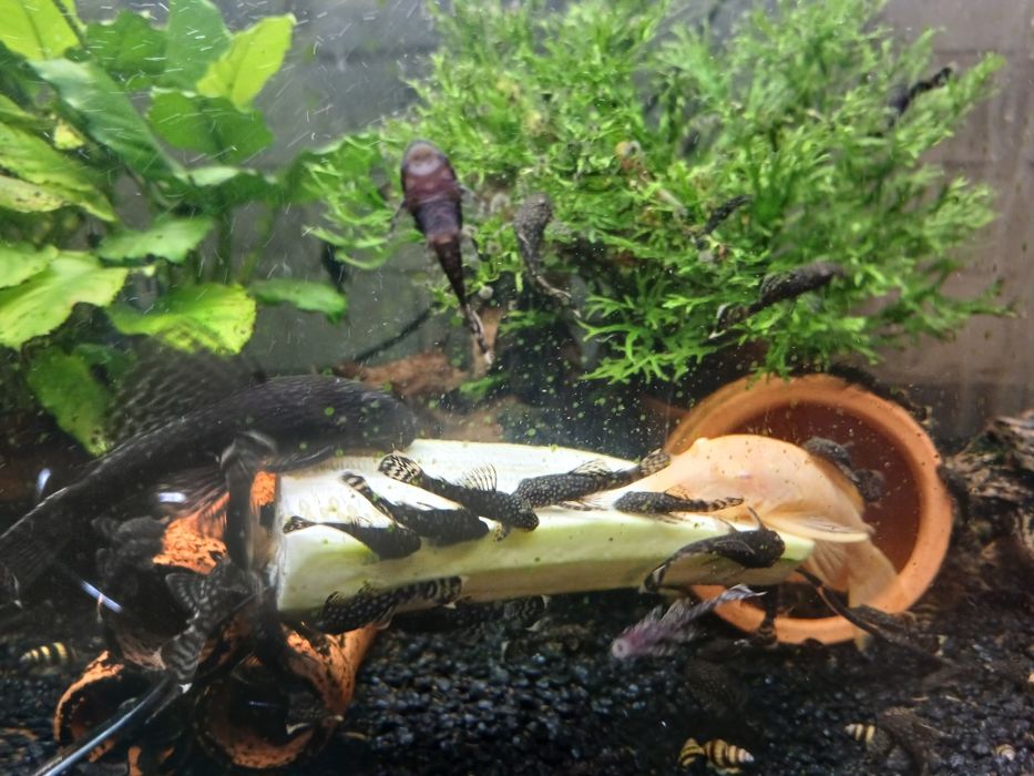 Młode glonojady/zbrojniki