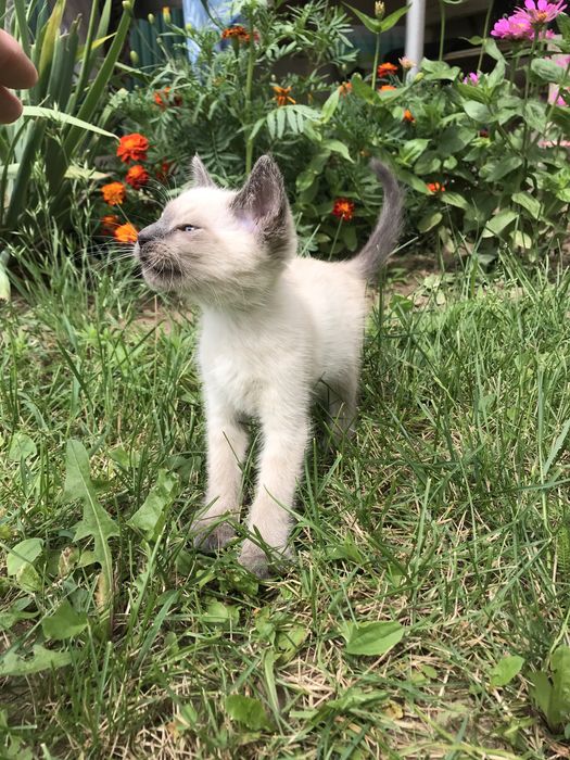 Сіамське кошенятко в нову сім‘ю
