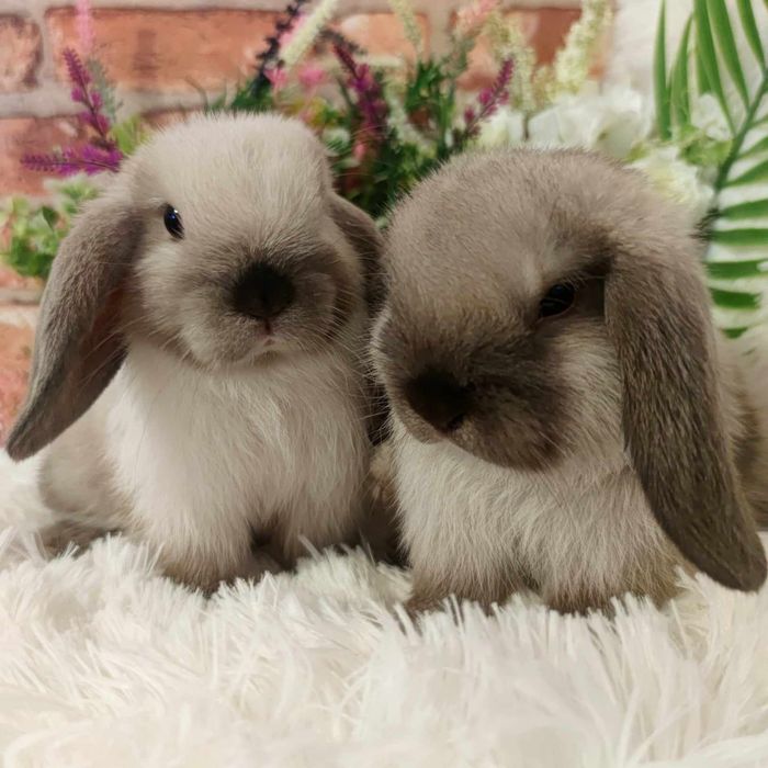 Króliczki mini lop