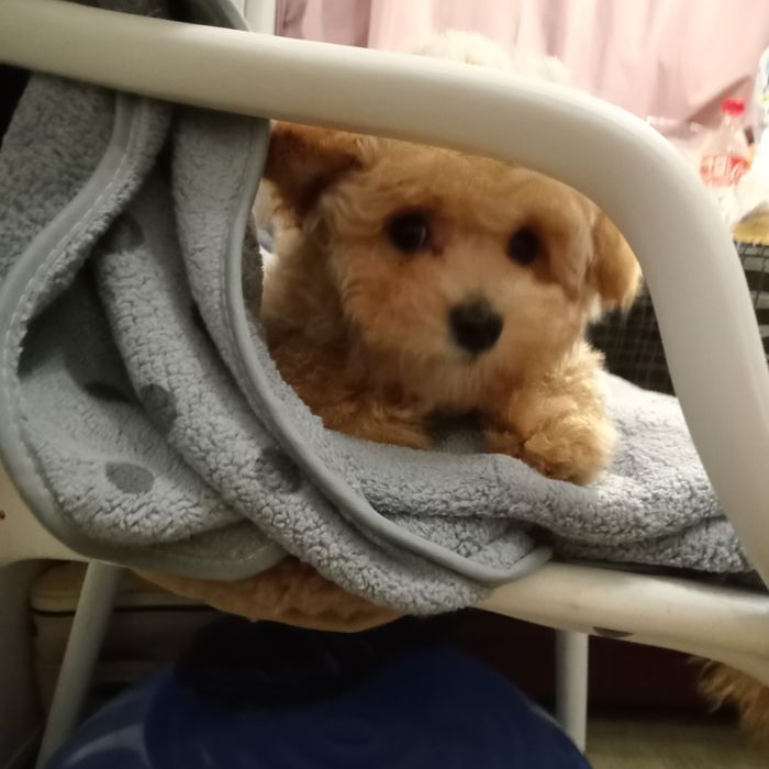 Хлопчик,міні- МальтіпуF1