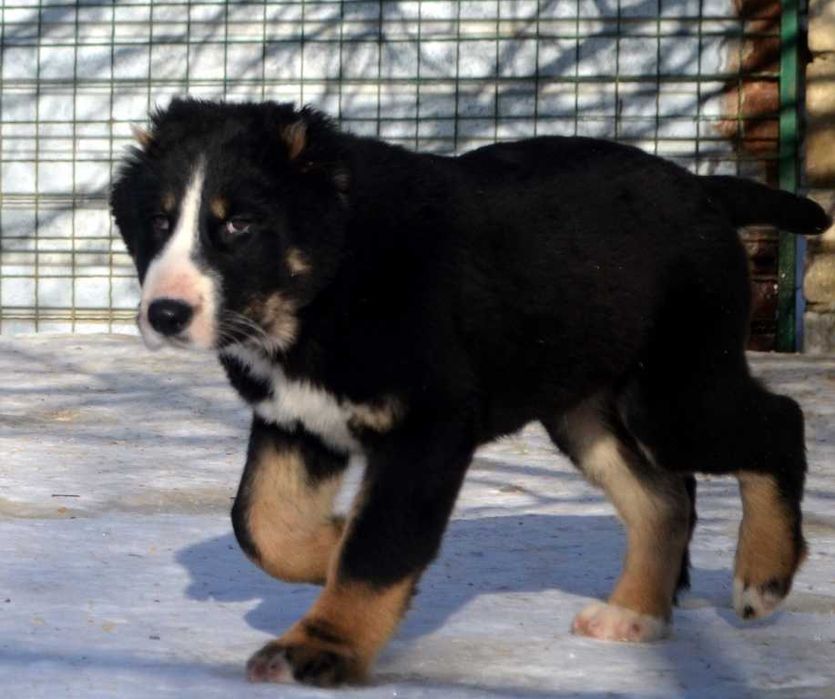 Красивый кобель среднеазиатской овчарки редкого окраса!
