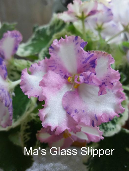 Фиалки сортовые, листья, цветущие. Сенполии