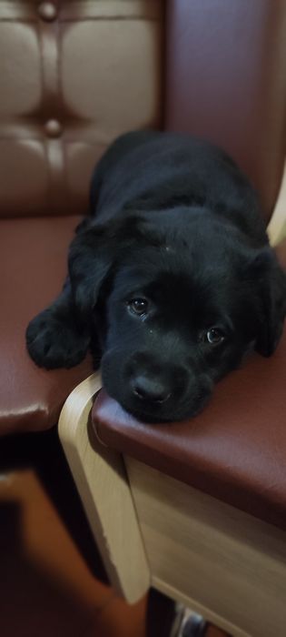 Лабрадори ретривери цуценята