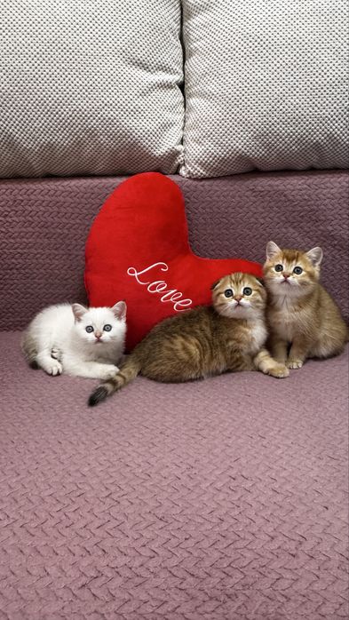 Шотландские котолапки