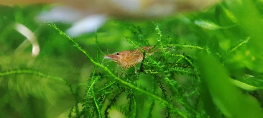 Krewetki Red Cherry Neocaridina