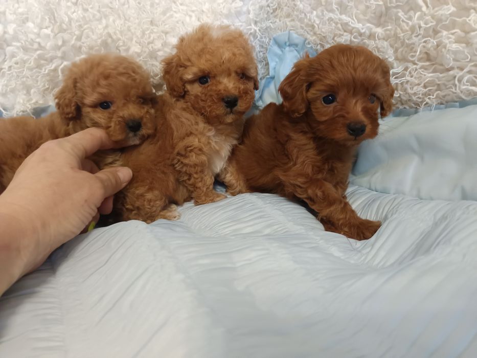 Мальтіпушки ред та редбраун