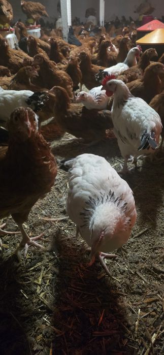 ZAPISY!! Kokoszki Rossa w kolorze 11tyg z pakietem szczepień