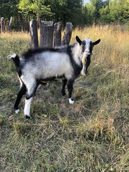Альпійські козли на злучку