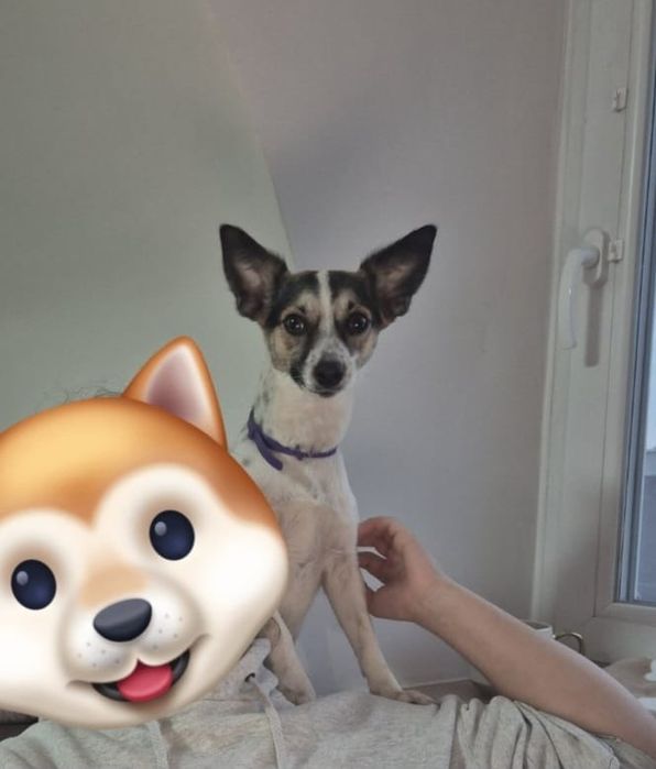 Młodziutka Psotka do adopcji.